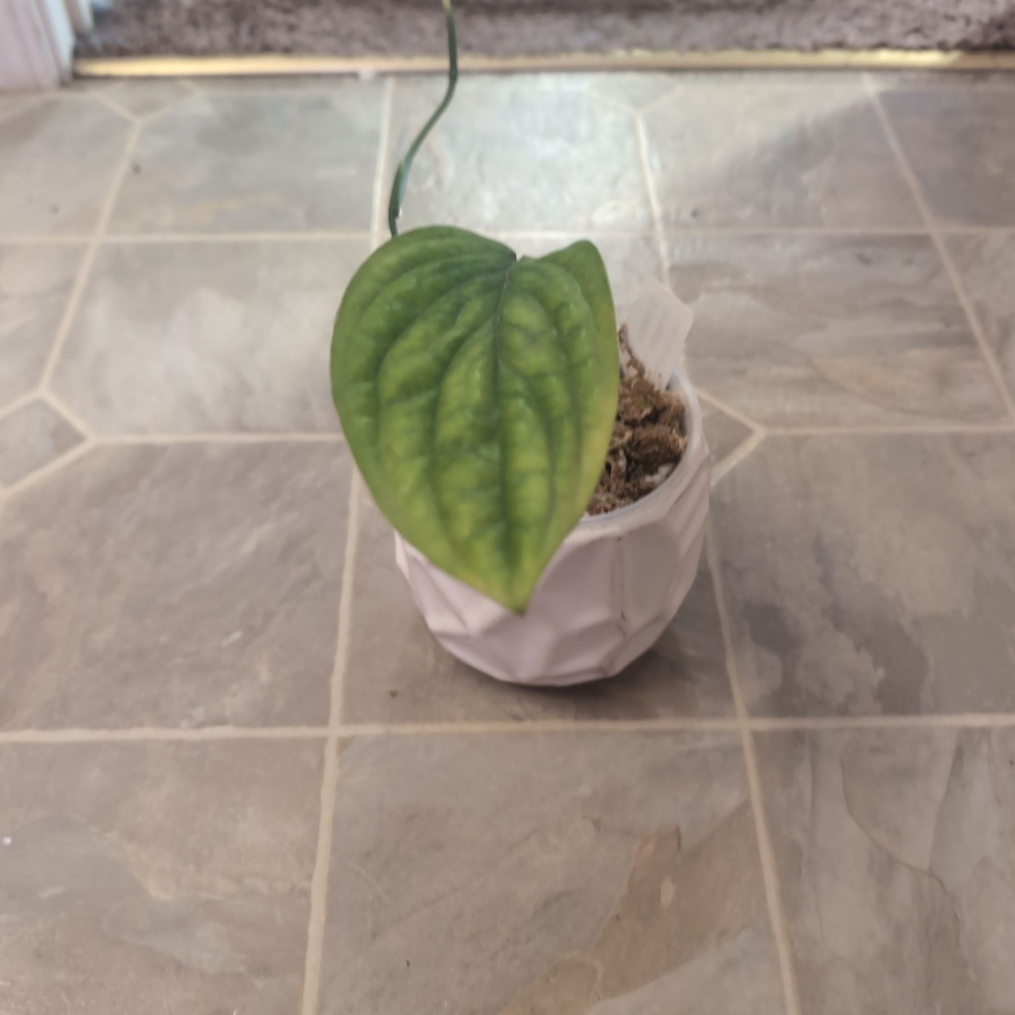 Photo of the plant species Variegated Monstera Peru by @holdingmyhorses named H Monstera Peru Variegated on Greg, the plant care app