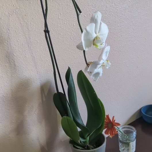 Photo of the plant species Swan Orchid by @holdingmyhorses named K Orchid White Swan on Greg, the plant care app