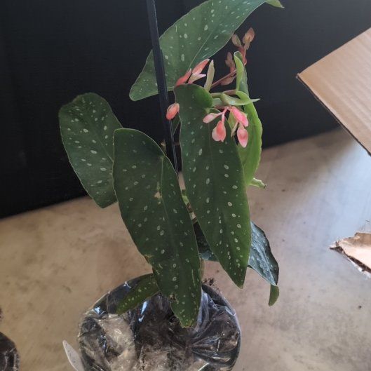 Photo of the plant species Begonia Bamboo by @holdingmyhorses named B Begonia Maculata tamaya bamboo on Greg, the plant care app