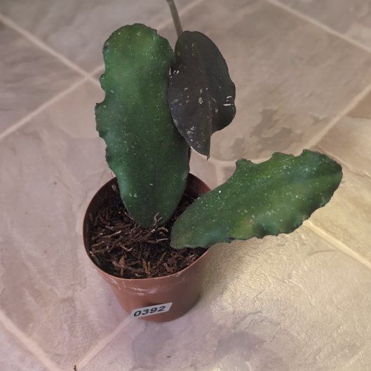 Photo of the plant species Hoya Waymaniae by @holdingmyhorses named B Hoya Waymaniae 392 on Greg, the plant care app