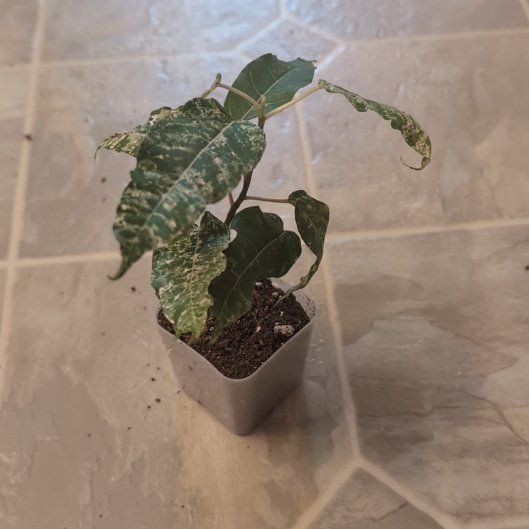 Photo of the plant species Clown Fig by @holdingmyhorses named R Ficus Clown on Greg, the plant care app