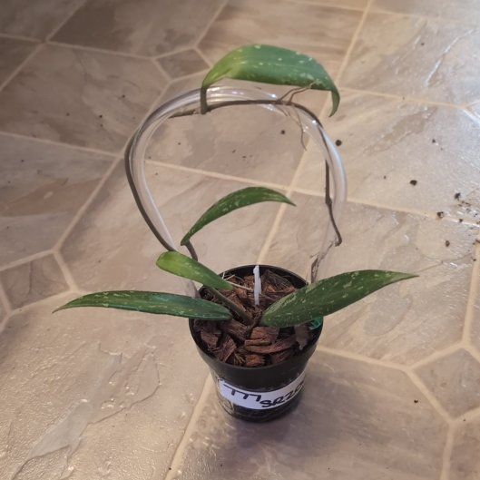 Photo of the plant species Unidentified Plant by @holdingmyhorses named K Hoya SR 2007-13 on Greg, the plant care app