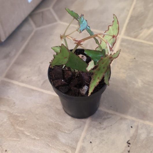 Photo of the plant species Begonia amphioxus by @holdingmyhorses named G Begonia Amphioxus on Greg, the plant care app