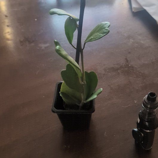 Photo of the plant species Sweetheart plant by @holdingmyhorses named K Hoya Kerrii Vines on Greg, the plant care app