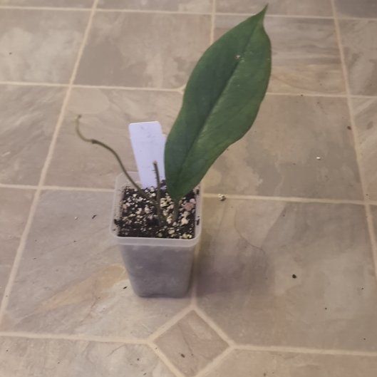 Photo of the plant species Hoya ranauensis by @holdingmyhorses named R Hoya Ranauensis on Greg, the plant care app