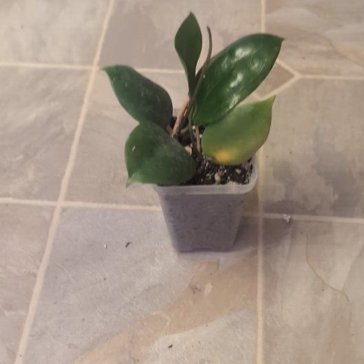 Photo of the plant species Hoya dolichosparte by @holdingmyhorses named K Hoya Dolichosparte Pink on Greg, the plant care app
