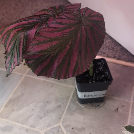 Photo of the plant species Exotica Begonia by @holdingmyhorses named B Begonia Brevimarosa on Greg, the plant care app