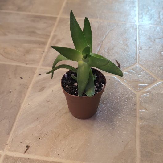 Photo of the plant species crassula shark tooth by @holdingmyhorses named Z Crassula Shark Tooth on Greg, the plant care app