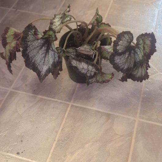 Photo of the plant species Begonia 'Jurassic Silver Swirl' by @holdingmyhorses named H Begonia Jurassic Silver Swirl on Greg, the plant care app