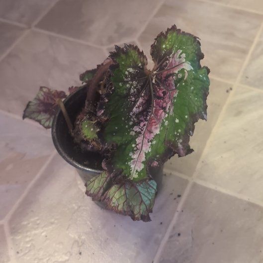 Photo of the plant species Rex Begonia Jurassic Watermelon by @holdingmyhorses named B Begonia Rex Jurassic Watermelon on Greg, the plant care app