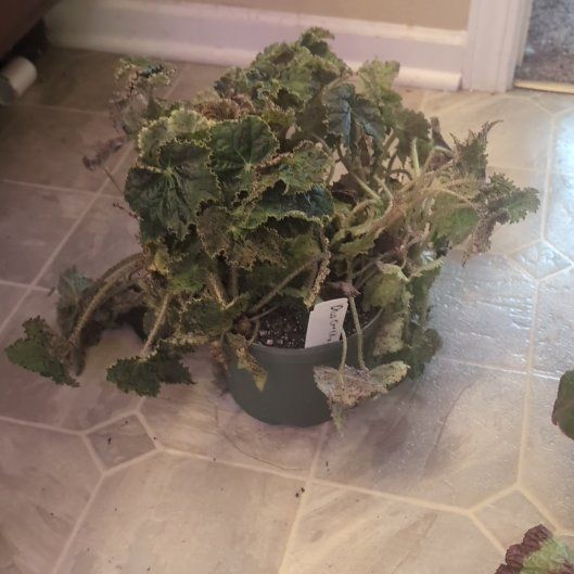 Photo of the plant species Rhizo Begonia by @holdingmyhorses named F Begonia Deco Checks on Greg, the plant care app