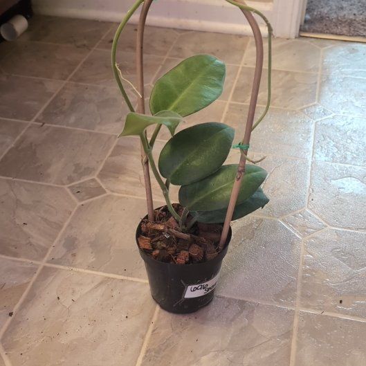 Photo of the plant species Hoya calycina ‘Stargazer’ by @holdingmyhorses named K Hoya Calycina Stargazer on Greg, the plant care app