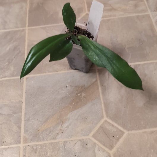 Photo of the plant species Unidentified Plant by @holdingmyhorses named B Hoya NOID 3017 on Greg, the plant care app