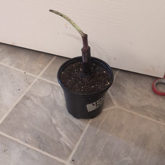 Photo of the plant species Mojito by @holdingmyhorses named H Colocasia Mojito on Greg, the plant care app