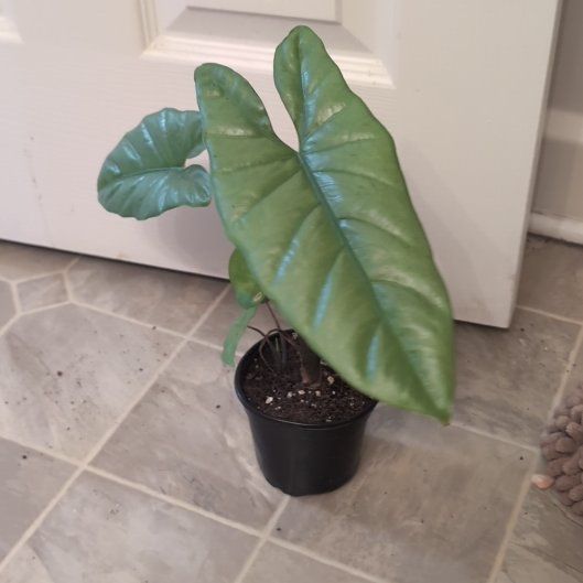 Photo of the plant species Alocasia by @holdingmyhorses named G Alocasia Corazon on Greg, the plant care app