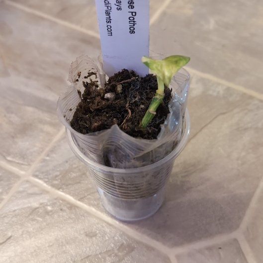 Photo of the plant species Pothos by @holdingmyhorses named B Pothos Japanese on Greg, the plant care app