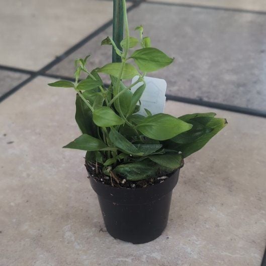 Photo of the plant species Candy Corn Vine by @holdingmyhorses named G Manettia Bicolor on Greg, the plant care app