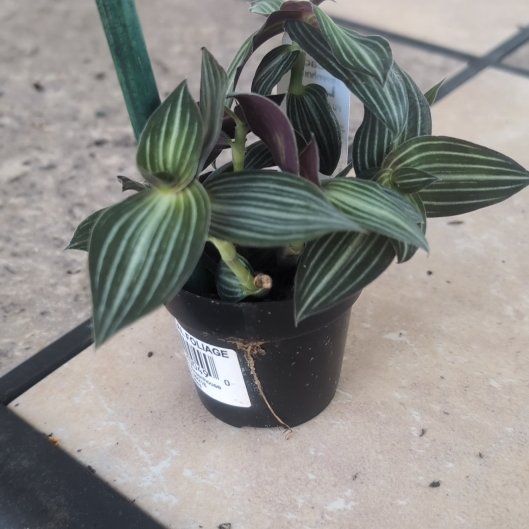 Photo of the plant species Puppy Ears Plant by @holdingmyhorses named C Callisia Elegans on Greg, the plant care app