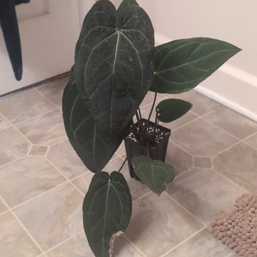 Photo of the plant species Anthurium 'Raven Heart' by @holdingmyhorses named T Anthurium Ace of Spades × Papilllilaminum OB on Greg, the plant care app