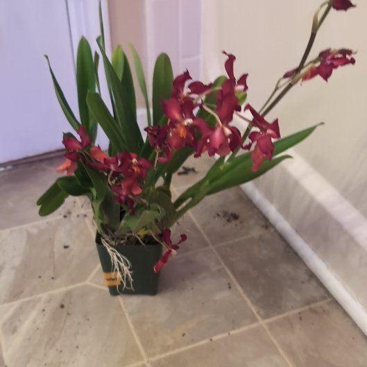 Photo of the plant species Oncostelopsis 'Fran's Jewel' by @holdingmyhorses named T Orchid Oncostelopsis Fran's Jewell on Greg, the plant care app