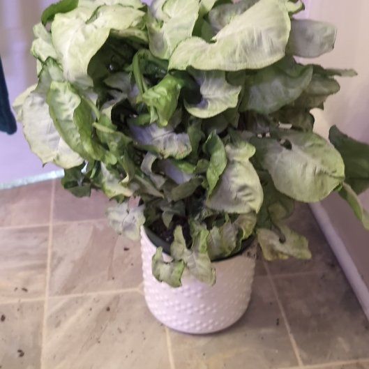 Photo of the plant species Syngonium Silver Fox by @holdingmyhorses named L Syngonium Silver Fox on Greg, the plant care app