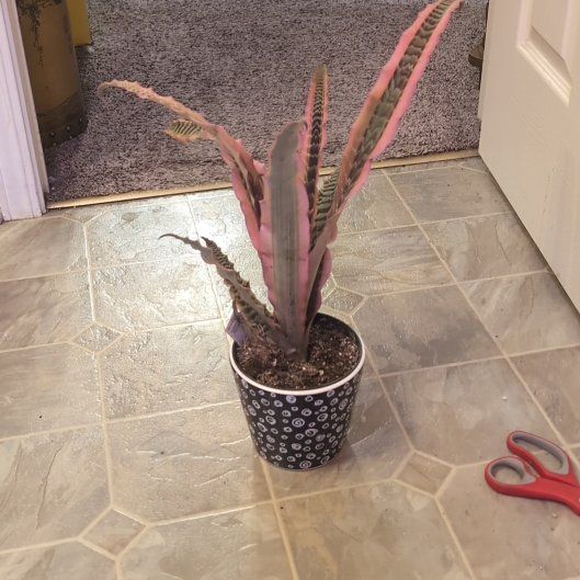 Photo of the plant species Elaine Earth Star by @holdingmyhorses named B Cryptanthus Elaine on Greg, the plant care app