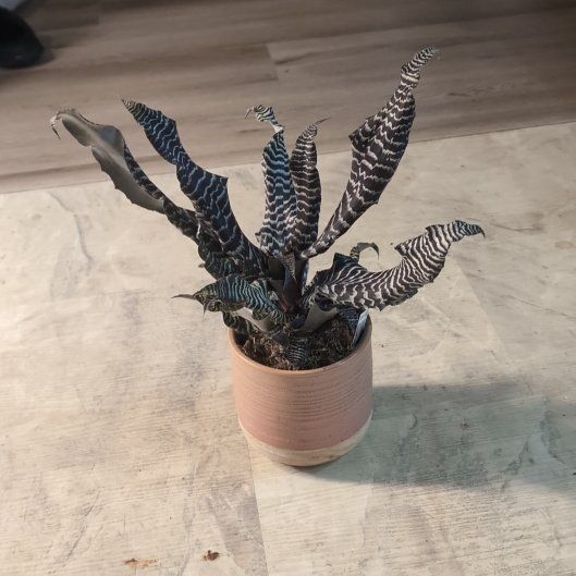 Photo of the plant species Cryptanthus 'Ruby Star' by @holdingmyhorses named L Cryptanthus Zebra Star on Greg, the plant care app