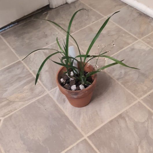 Photo of the plant species Ornithophora radicans by @holdingmyhorses named B Orchid Ornithophora Radicans on Greg, the plant care app