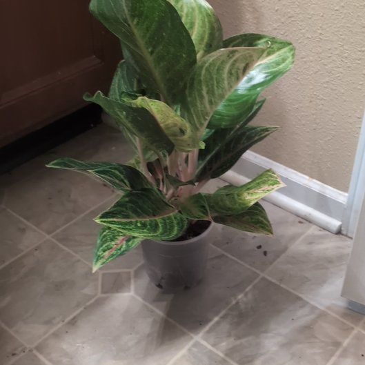 Photo of the plant species Golden Papaya Chinese Evergreen by @holdingmyhorses named K Aglaonema Papaya on Greg, the plant care app
