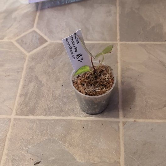 Photo of the plant species Anthurium Red Crystal X BVEP by @holdingmyhorses named R Anthurium Red Crystal x Papilllilaminum #2 on Greg, the plant care app