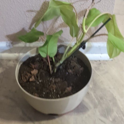 Photo of the plant species Philodendron ‘Ceylon Beauty’ by @holdingmyhorses named K Philo Ceylon Beauty on Greg, the plant care app