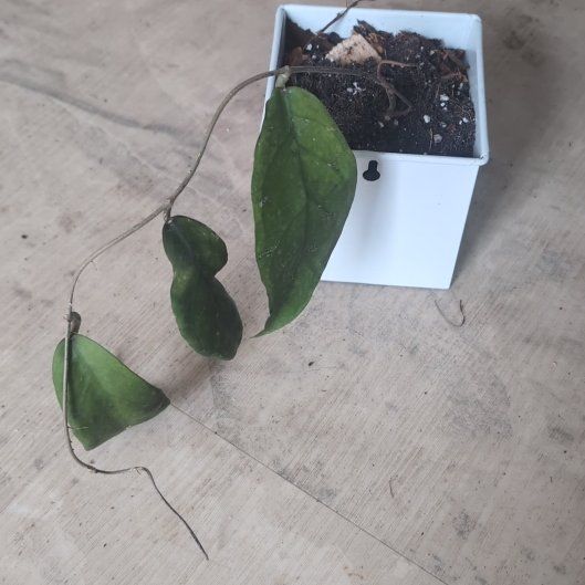 Photo of the plant species Hoya fauziana by @holdingmyhorses named F Hoya fauziana sp angulata on Greg, the plant care app