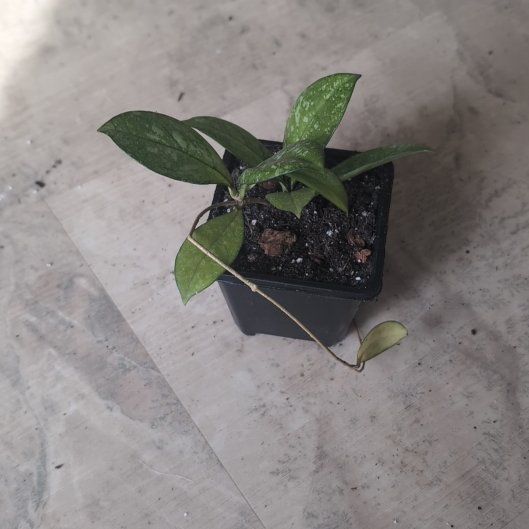 Photo of the plant species Hoya crassifolia by @holdingmyhorses named K Hoya Crassifolia Super Splash on Greg, the plant care app