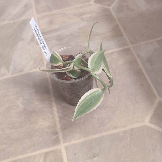 Photo of the plant species varigated Vanilla Orchid by @holdingmyhorses named H Orchid Vanilla Variegated on Greg, the plant care app