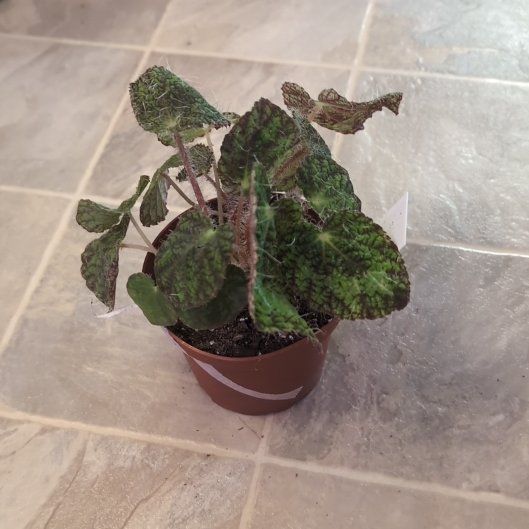 Photo of the plant species Begonia sizemoreae by @holdingmyhorses named T Begonia Longiciliata Sizemoreae on Greg, the plant care app