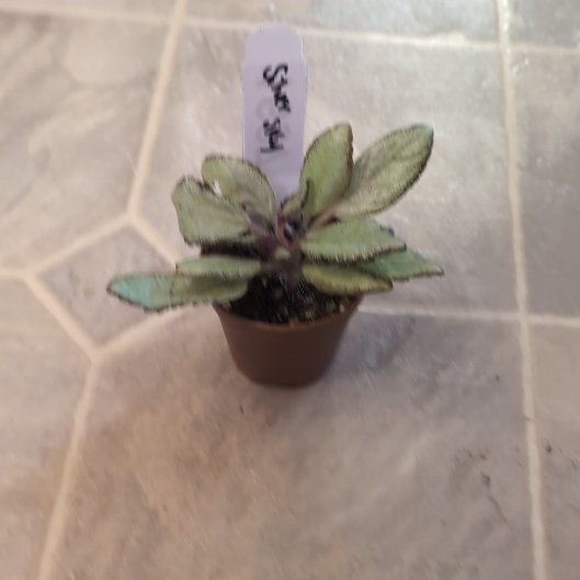 Photo of the plant species Silver Skies Episcia by @holdingmyhorses named R Episcia Silver Skies on Greg, the plant care app
