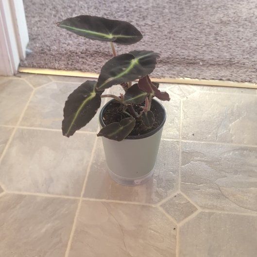 Photo of the plant species Striped Begonia by @holdingmyhorses named F Begonia Listada on Greg, the plant care app