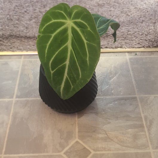 Photo of the plant species Anthurium villenaorum x magnificum by @holdingmyhorses named C Anthurium Villenoarum x Magnificum on Greg, the plant care app