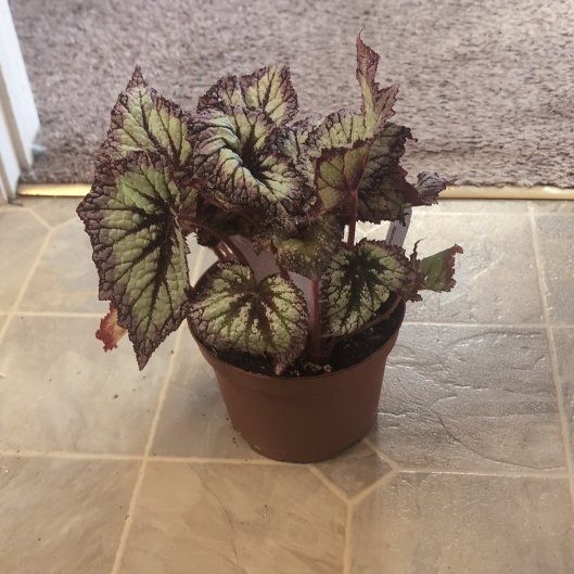 Photo of the plant species Harmony's Fire Woman Begonia by @holdingmyhorses named L Begonia Fire Woman on Greg, the plant care app
