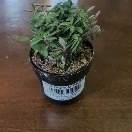 Photo of the plant species Peperomia rubella by @holdingmyhorses named F Peperomia Rubella on Greg, the plant care app