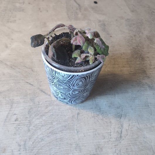 Photo of the plant species Episcia by @holdingmyhorses named H Episcia Pink Smoke on Greg, the plant care app