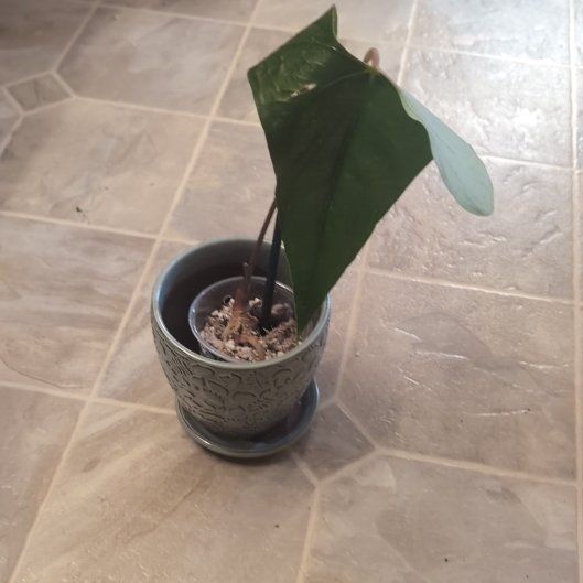 Photo of the plant species Anthurium gigi by @holdingmyhorses named G Anthurium Gigi Chonk on Greg, the plant care app