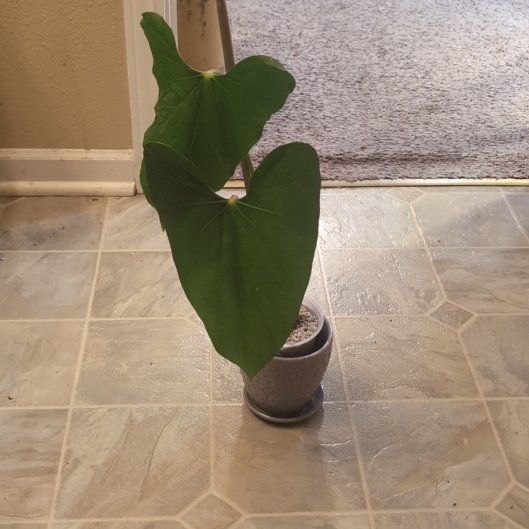 Photo of the plant species Anthurium gigi by @holdingmyhorses named T Anthurium Gigi x Papilllilaminum on Greg, the plant care app