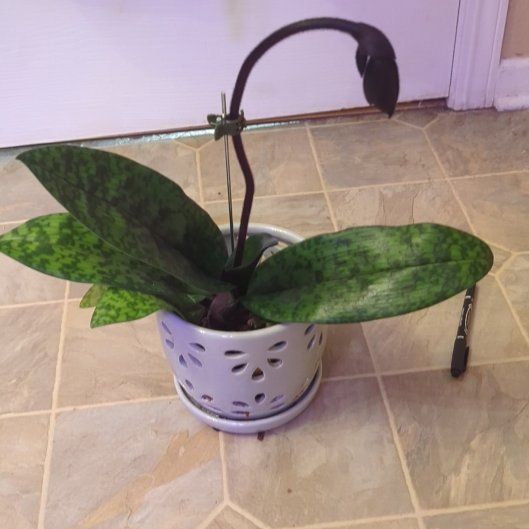 Photo of the plant species Paphiopedilum Orchid by @holdingmyhorses named K Orchid paph Midnight Magic x Wide Petals on Greg, the plant care app
