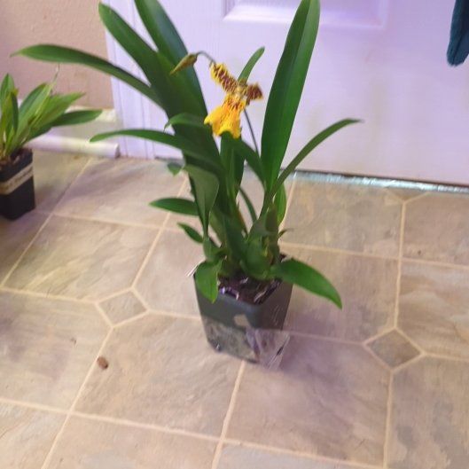 Photo of the plant species Hilo Gold Orchid by @holdingmyhorses named K Orchid Aliceara Hilo Ablaze 'Hilo Gold on Greg, the plant care app