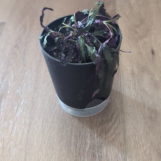 Photo of the plant species Hemigraphis 'Razor Leaf' by @holdingmyhorses named K Hemigraphis Dragon's Tongue on Greg, the plant care app