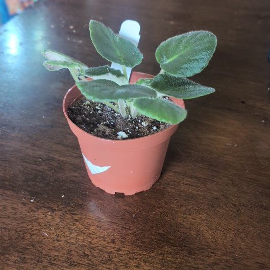 Photo of the plant species Amour Elite by @holdingmyhorses named K African Violet Amour Elite on Greg, the plant care app