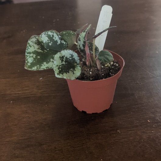 Photo of the plant species Begonia sykakiengii by @holdingmyhorses named T Begonia Sykakiengii #2 on Greg, the plant care app