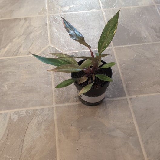 Photo of the plant species Philodendron 'Orange Princess' by @holdingmyhorses named B Philo Orange Princess 276 on Greg, the plant care app