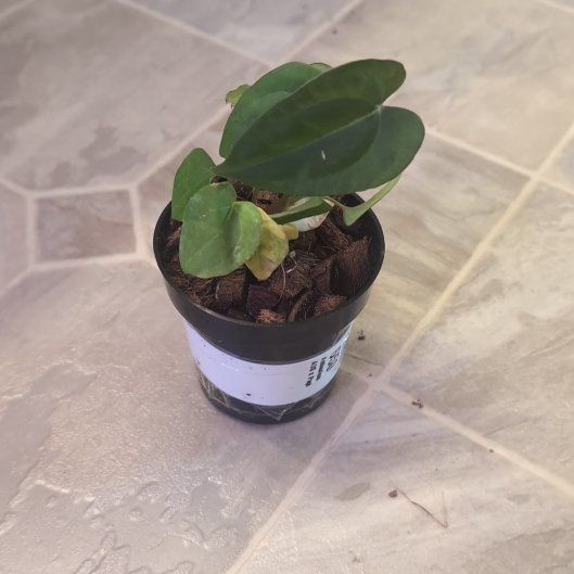 Photo of the plant species Ace Of Spades by @holdingmyhorses named C Anthurium Ace of Spades x Papilllilaminum 650 on Greg, the plant care app